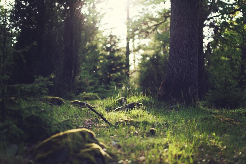 Forest Clearing