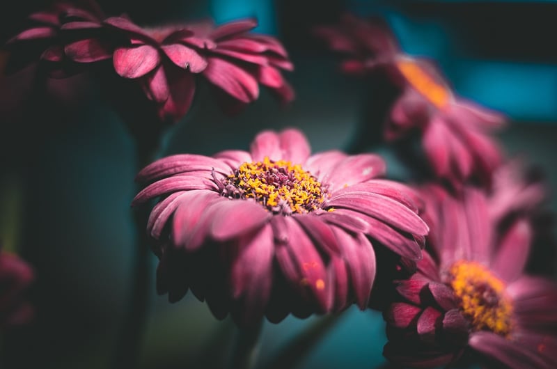 Daisy in the forest