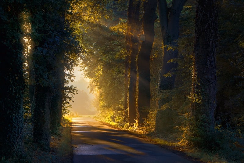 Enchanted Forest Pathway