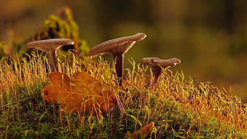 Moss in the forest