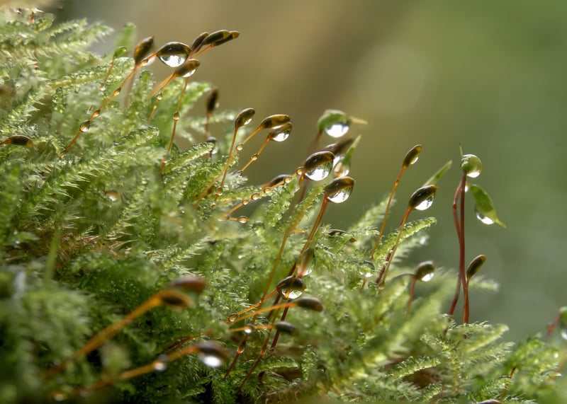 Mossy Forest Floor